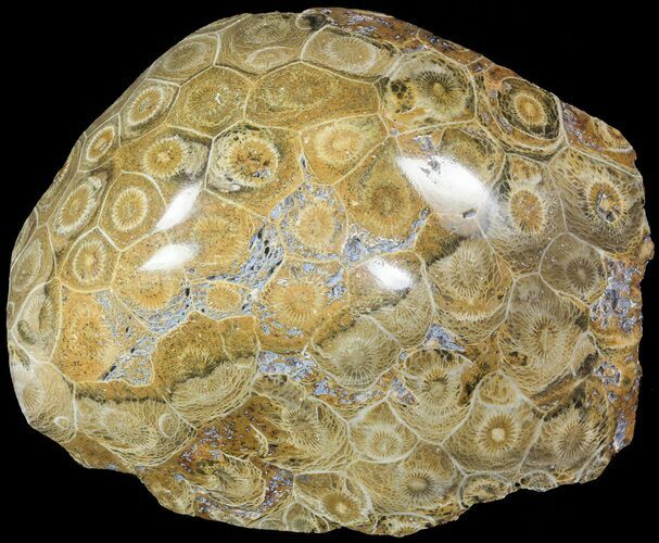 Polished Fossil Coral Head - Morocco #72313